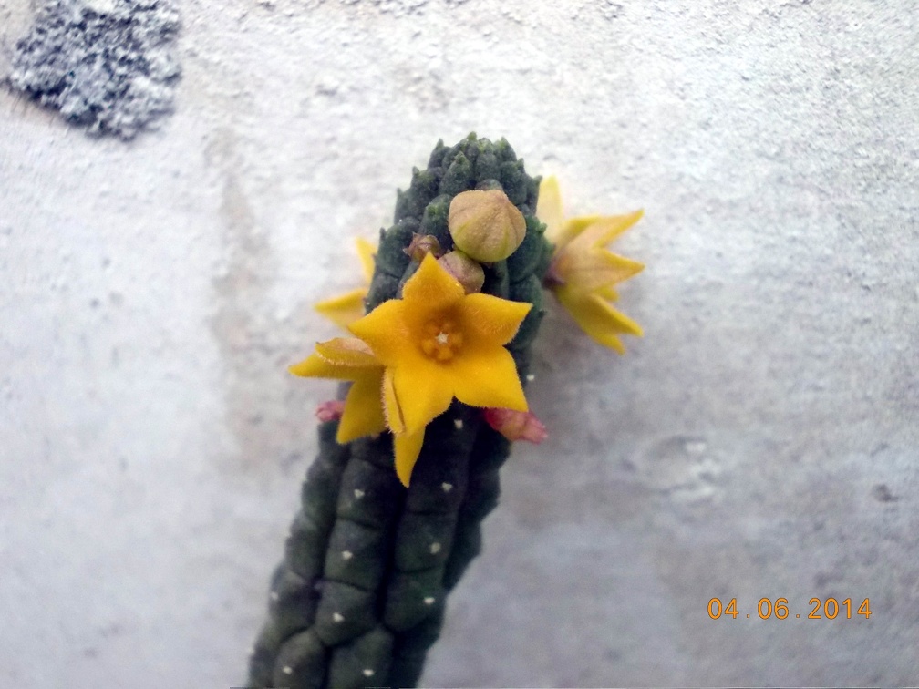Echidnopsis cereiformis