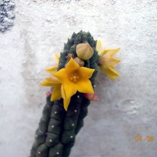 Echidnopsis cereiformis