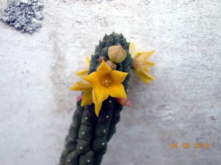 Echidnopsis cereiformis