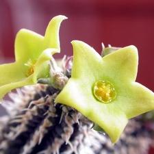 Echidnopsis chrysantha ES 3622