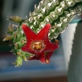Echidnopsis lavraniana