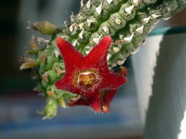 Echidnopsis lavraniana