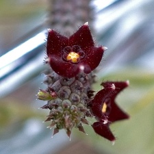 Echidnopsis repens