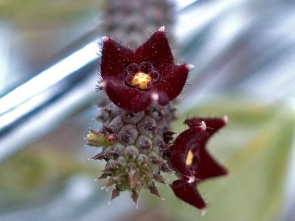 Echidnopsis repens
