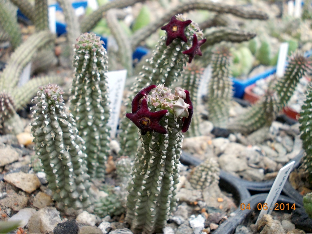 Echidnopsis scutellata var dhofarensis