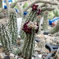 Echidnopsis scutellata var dhofarensis