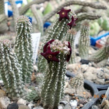 Echidnopsis scutellata var dhofarensis