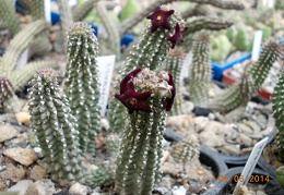 Echidnopsis