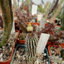 Echidnopsis sp   Specks 0787