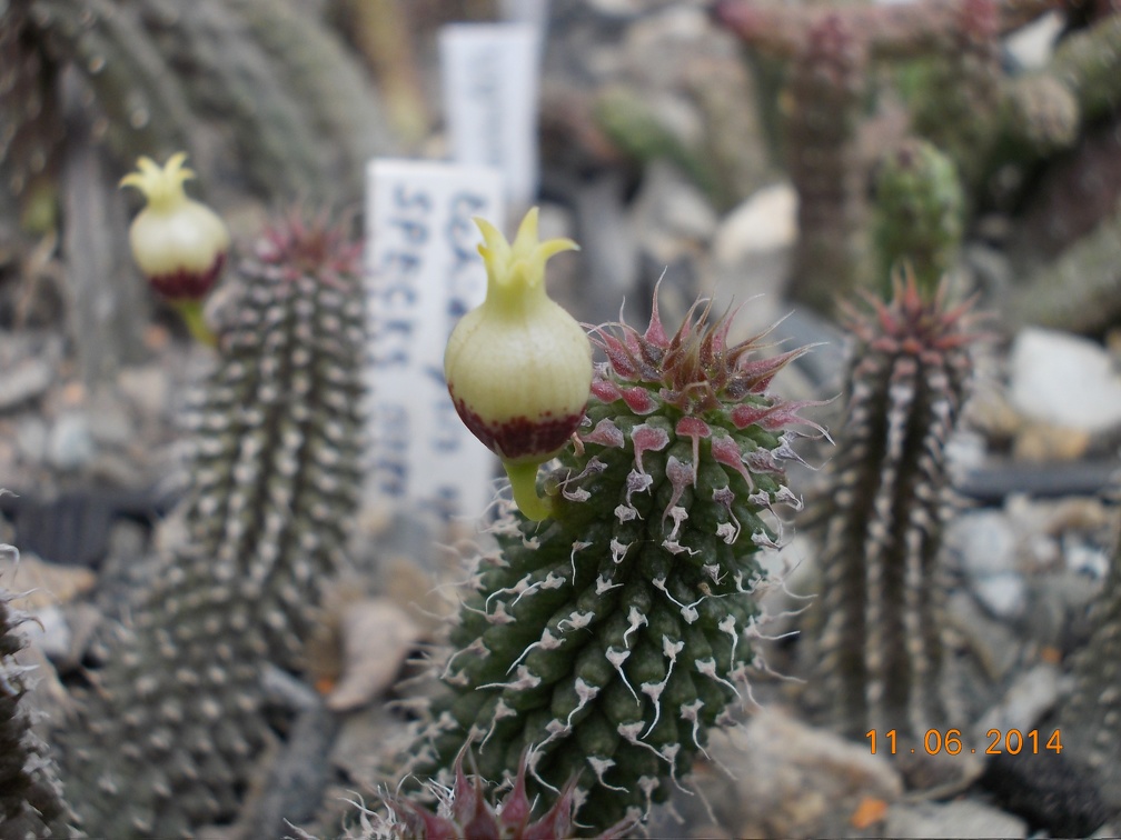 Echidnopsis specksii