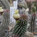 Echidnopsis specksii
