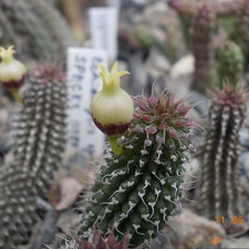 Echidnopsis specksii