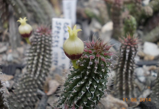 Echidnopsis specksii