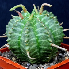 Euhorbia valida