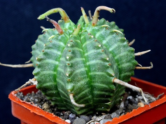 Euhorbia valida
