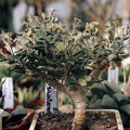 Euphorbia capsaintemariensis