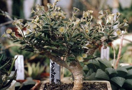 Euphorbia capsaintemariensis