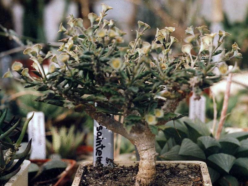 Euphorbia capsaintemariensis