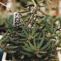 Euphorbia cylindrifolia v. tuberifera