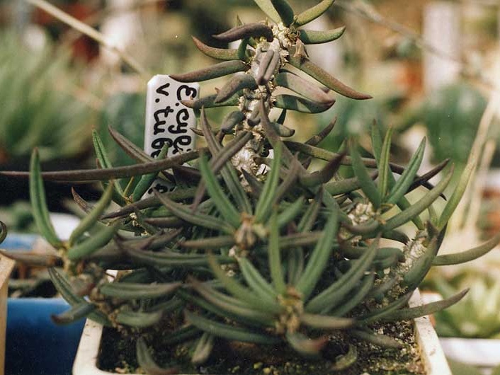 Euphorbia cylindrifolia v. tuberifera