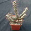 Euphorbia SP