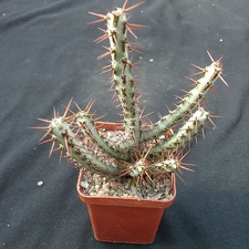 Euphorbia SP