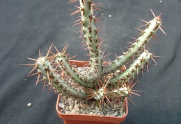 Euphorbia SP