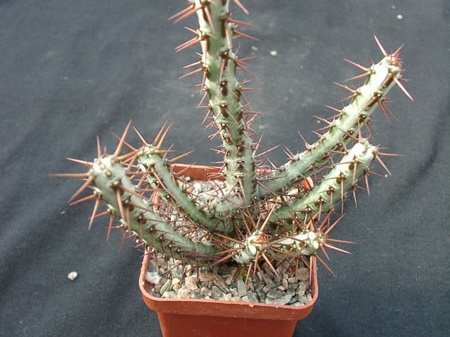 Euphorbia SP