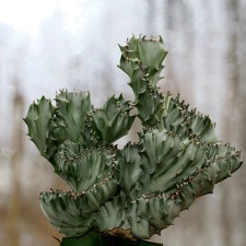 Euphorbia  lactea fa cristata