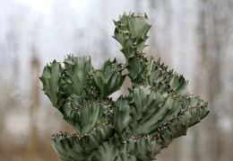 Euphorbia  lactea fa cristata