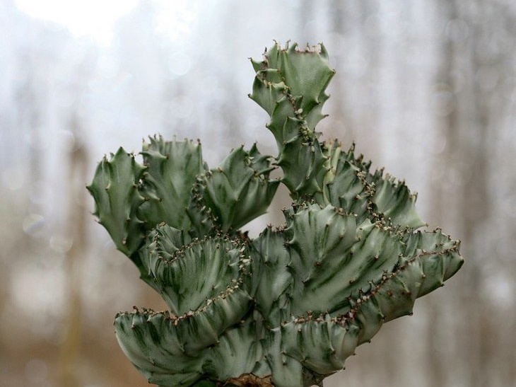 Euphorbia  lactea fa cristata