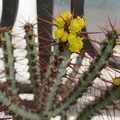 Euphorbia aeruginosa