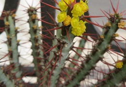 Euphorbia aeruginosa