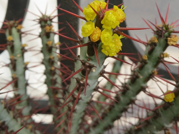 Euphorbia aeruginosa