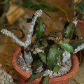 Euphorbia ambovombensis