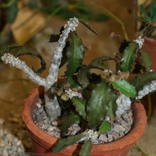 Euphorbia ambovombensis