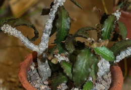 Euphorbia ambovombensis