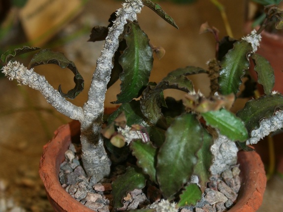 Euphorbia ambovombensis