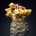 Euphorbia ankarensis