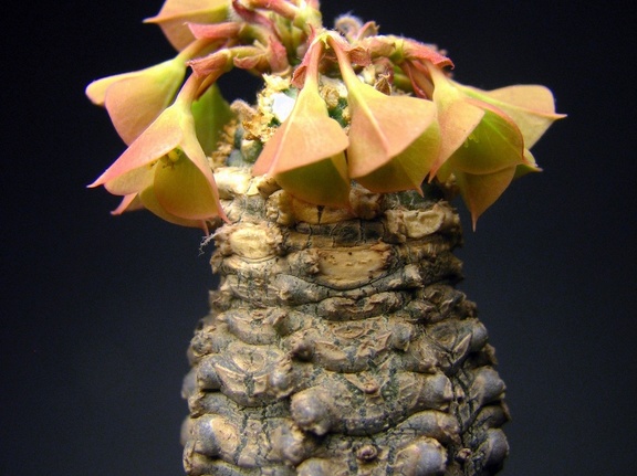 Euphorbia ankarensis