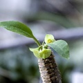 Euphorbia ankarensis Marek FG