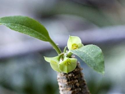 Euphorbia ankarensis Marek FG