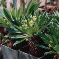 Euphorbia bupleurifolia