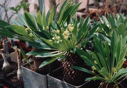 Euphorbia bupleurifolia
