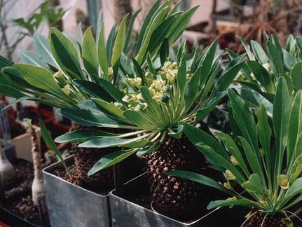 Euphorbia bupleurifolia