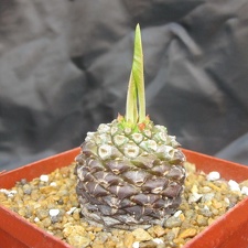 Euphorbia bupleurifolia