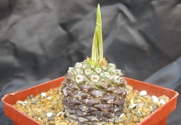 Euphorbia bupleurifolia