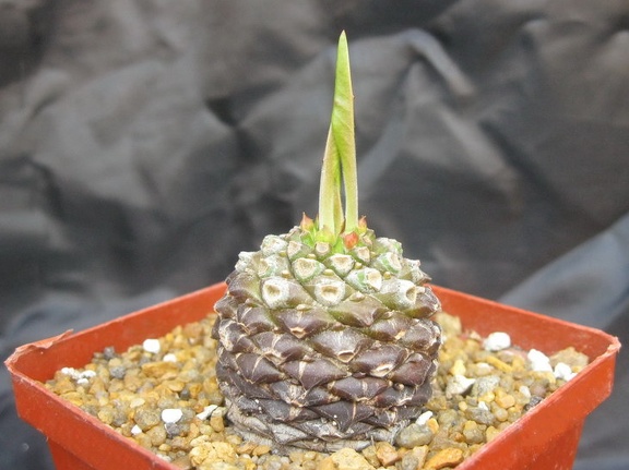 Euphorbia bupleurifolia