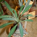 Euphorbia bupleurifolia 001