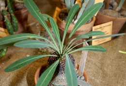 Euphorbia bupleurifolia 001